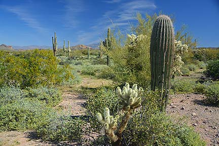 McDowell Mountain Regional Park, February 12, 2015